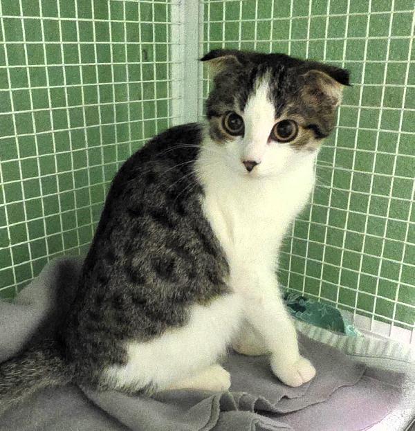 LILI'  GATTINA  Foto 1